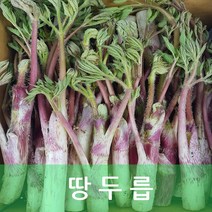 두릅 땅두릅 1kg 야채맘