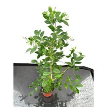 [골든플랜트] 오렌지자스민 외목대or외목대가지 키놉이40~50cm목대좋고 수형이쁩니다, 1개