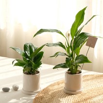 [plant] 스파티필름 식물화분set (메세지택선택), 3.생일축하