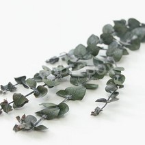 블랙잭 유칼립투스, 본상품선택