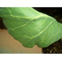 배추흰나비 알(15개), 수정란