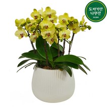 도자기랑나무랑 서양란 승진축하화분 개업난, 호접란 포춘 DSP-093