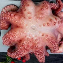 [추석선물용] 추석 제수용 자숙 문어 한마리 돌문어 1kg 1.5kg 2키로 냉동 모니타리아산, 1개, 1-3) 제수용 자숙문어 한마리 2.0kg
