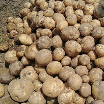 인디안 미국 수입산 두백 감자 왕특 (오리알이상) 5kg 10kg 못난이농산물꾸러미, 미국수입감자5kg (왕특)