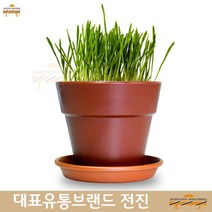 고양이용품 러시안블루 노르웨이숲 터키시앙고라 캣글라스 화분 재배세트 새싹키우기