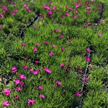 패랭이 x 10포트 노지월동 야생화 모종 봄꽃 여름꽃 화분 다년생 다년초 실내 화초 키우기, 상록패랭이