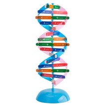 DNA 분자구조학습 ATGC 이중나선 모형 키트 사이언스 창작 제작 학교 수업 장치 만들기 에듀 과학