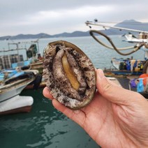 [올즈마켓] 완도 청산도 활전복 1kg 20-22미 + 봉지미역20g 손질칼 증정, 상세 설명 참조
