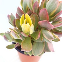 니메이커금 다육이 황금색으로 물들고 있는 다육130, 단품, 1개