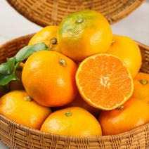 제주도하우스귤 2.5kg 5kg 하우스귤 금귤, 로얄대과 2.5KG