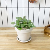 1+1 캣닢 캣닙 키친허브 화분 재배 세트 캣그라스 베란다 텃밭 허브 키우기, H22.캣닢, H13.체리세이지