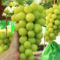 천안 입장 샤인머스켓 포도 2kg, 1개