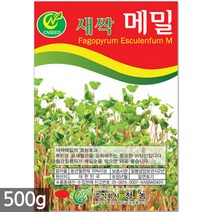 대용량 밀 새싹 씨앗 500g / 새싹씨앗 밀씨앗 밀새싹씨앗 새싹밀 밀씨 새싹씨앗밀, 05_새싹대용량_메밀(500g)