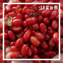 내꽃농원 산수유 R5cm