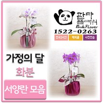 PFA001 카페 창업 개업 선물 꽃 호접란 화분 서양란, 어버이날 서양란, 2.샤니(PFA002)