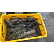 가물치 국내산 보양식 산모 산모회복 재료 민물나라 달인직판, 3k