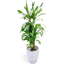 꽃뜨랑 공기정화식물 개업화분 집들이 스투키 행운목 금전수, B06 행운목