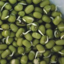 천국의 텃밭 숙주 나물 녹두 곡물 콩류 종자 식물 씨앗 30g