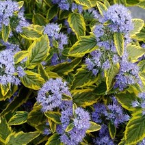 층꽃나무 써머소르벳 C2화분 층꽃풀 신품종, 1개