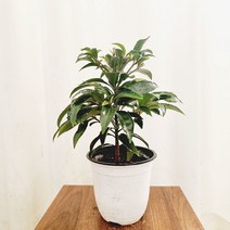 하늘꽃농원 빨간 열매가 열리는 무늬 만냥금 중품