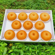 울주 해풍을 맞고 자란 서생배 5kg 가정용 선물용, 서생배 7.5kg/가정용/특대과/9~10과