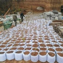 부직포 화분 중형 대형 베란다 텃밭 블루베리 심기 손잡이 화분 20개 40개, 핸들 30 포함 X 25 (20개)