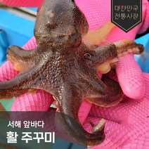 국내산 서해 산지직송 알배기 활 주꾸미 1kg 2kg 3kg 쭈꾸미, 국내산 활 주꾸미 3kg