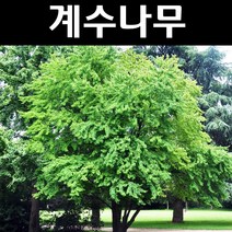 계수나무 실생1년(뿌리) 10개/나무 묘목/활엽수/정원용