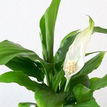 스파트필름 스파티필름 식물 모종 관엽식물 실내화초 마이플랜트, 소형-숏타입, 포트화분