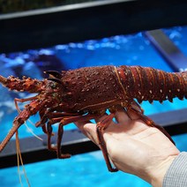 활 크레이피쉬 1마리 1kg-2kg 생물 크레이피시 회 닭새우 스파이니 랍스터, 활 크레이피쉬 1.6kg~1.8kg