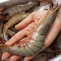 태안 자연산 대하1kg (25~29마리_급냉) 왕새우 국내산 태안 앞바다 조업 / 양식x 흰다리x