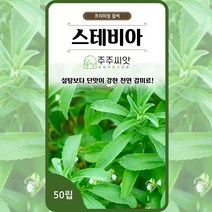 스테비아 허브 씨앗 50립 / 꽃씨 모음 꽃씨몰 씨앗 종자 설탕초 나무 꽃씨 화단만들기 조경가꾸기 홈가드닝
