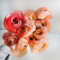 [코코 플라워] 라넌큘러스 생화택배 꽃배달싼곳 5송이 10송이, 연핑크