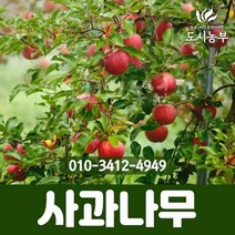 미니사과 / 루비에스 / R6 / 결실주 묘목 도시농부