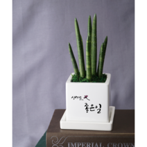 개업화분 오픈축하 개별메세지 고기집 카페 미용실 네일샵 옷가게 식당 사무실 학원 병원선물, 자유7.생겨요 ooo, 금전수