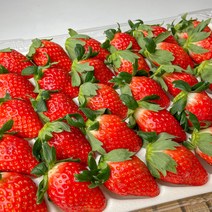 프레시마켓 딸기 10Brix 산청군 설향딸기 국산 생딸기 750g 1.5kg, 생딸기750g