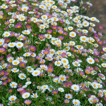 원평소국-멕시칸세이지 10cm화분묘 (3개) 노지월동 다년생 상시연속개화 재입고 천지가야생화