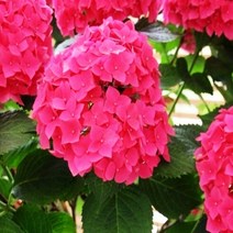 세종식물원 수국 (네덜란드 유럽)레드바론 15cm 화분 지속개화수국