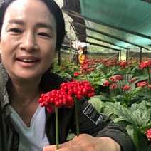 홍제원 6년근 직접재배 수삼 무세척 원형이 좋지 못한삼 (중) 350g 무세척좋지못한삼(중)350g, 1팩, 무세척원형이좋지못한삼(중)350g