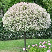 무늬버들나무 묘목 화이트핑크샐릭스 - 삽목2년 포트 3개