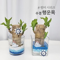 썸머시리즈 수경 행운목 DIY간단 키트 세트 셀프 분갈이 식물초보 유리화병 수경식물 수중식물, 사각