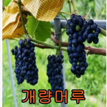 개량머루 삽3년결실주 나무 묘목 머루나무 포도나무 과실수 과일나무