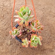 러우 다육이 고운 물들이는 행잉 다육식물 랜덤95-0, 단품
