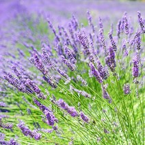 [모야모 꽃씨] 잉글리쉬라벤더(True Lavender) 30립 씨앗, 1개