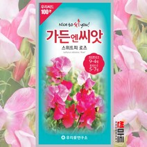스위트피 로즈 씨앗 10립 / 일년생 야생화 봄 가을 꽃 꽃씨 몰 종자