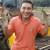 금산인삼 6-4년 가정용 오쿠전용 세척수삼 원수삼 파삼 면역력 금산부부인삼 난발삼, 1개, 375g세척- 가정용 원수삼10뿌리내외