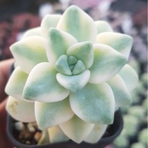 50가지 다육이 [ 취향저격 ], 12번-살구미인금