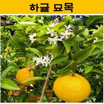 하귤 묘목 3년생 JJ04