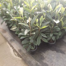 [나인에잇틴]비파나무 열매식용 149