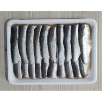 밴댕이 생미끼 10미 삼치 갈치 우럭 볼락 열기 갑오징어 무늬오징어 한치 쭈구미, 손질 생물포 10마리